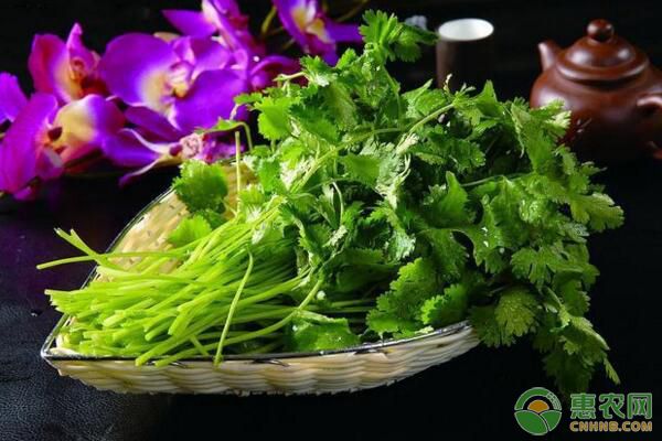香菜价格最新行情更新报告