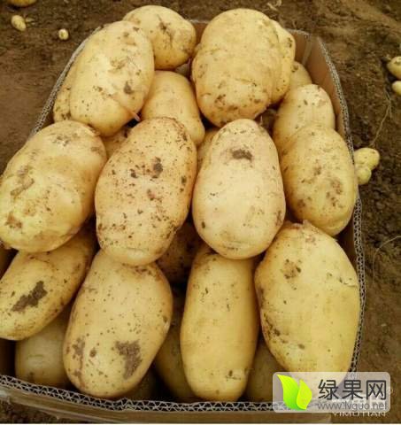 滕州土豆最新行情与情缘，价格日常背后的友情温暖