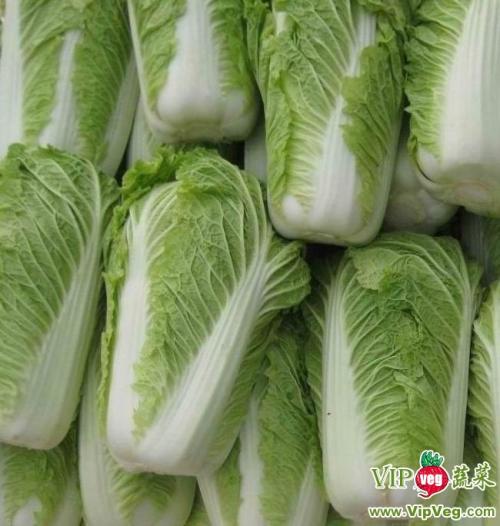 白菜价格最新行情走势及分析摘要
