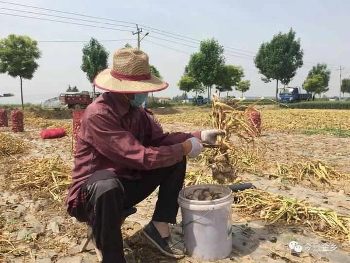 金乡蒜片最新价格动态更新及市场分析