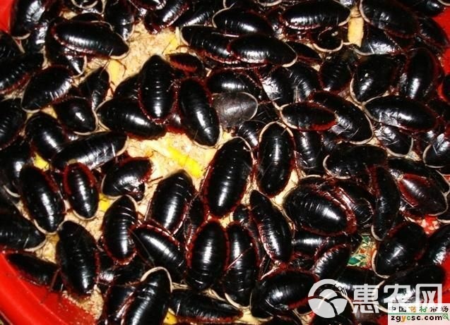 土元价格最新行情,土元价格最新行情📈🐛