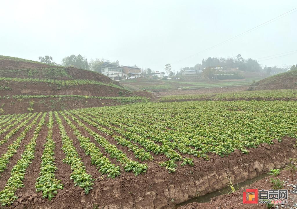 富顺在线，日常趣事与情感纽带，友情、家庭与爱的最新消息