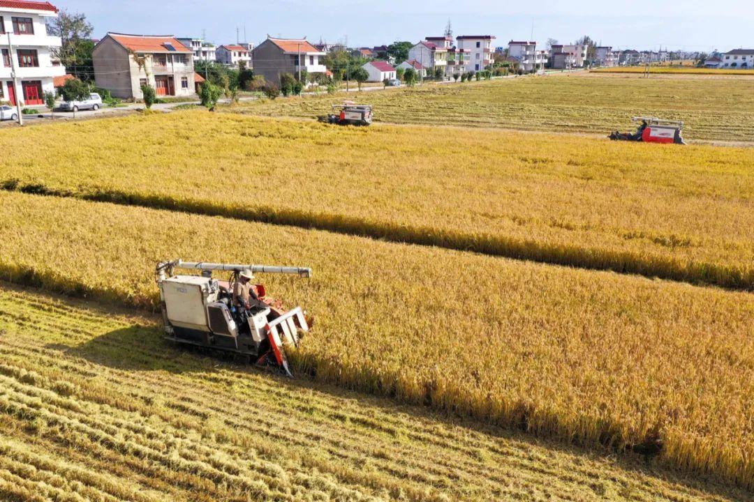 国际大豆价格最新行情深度解析，多维度观点探讨及其影响