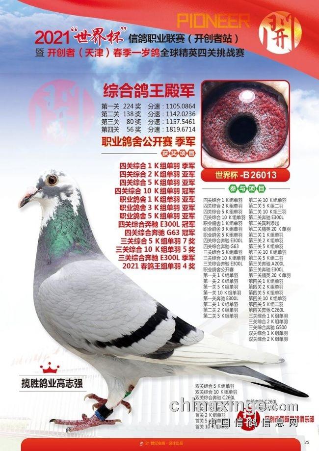 友情与冠军鸽的温馨日常，最新冠军鸽图片欣赏