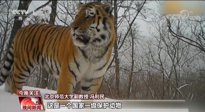 野生东北虎最新动态，力量变迁与自信成就之源