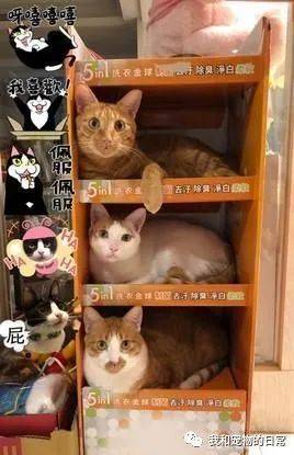 小猫宝盒最新,小猫宝盒最新，探索新一代猫奴的乐园