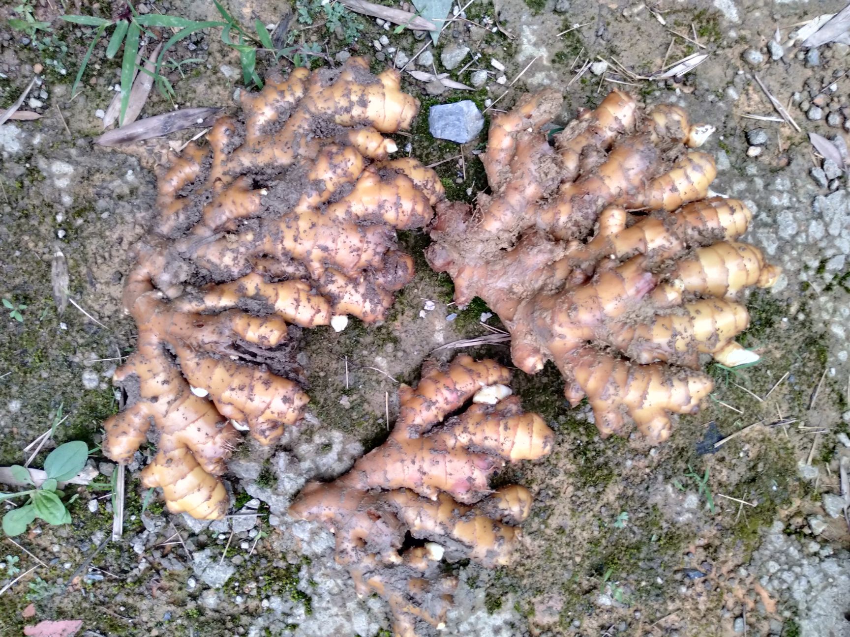 最新泥姜价格揭秘，小巷深处的独特风味探秘