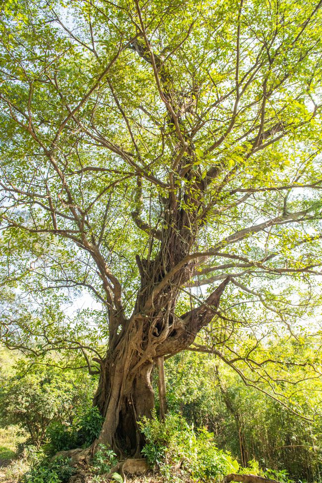 药市村最新脉络与时代变迁中的草药传奇