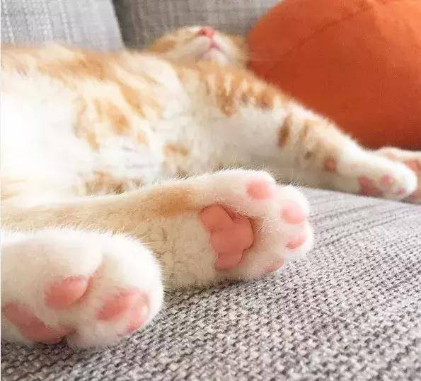 猫爪下的温馨日常，最新猫爪体验分享