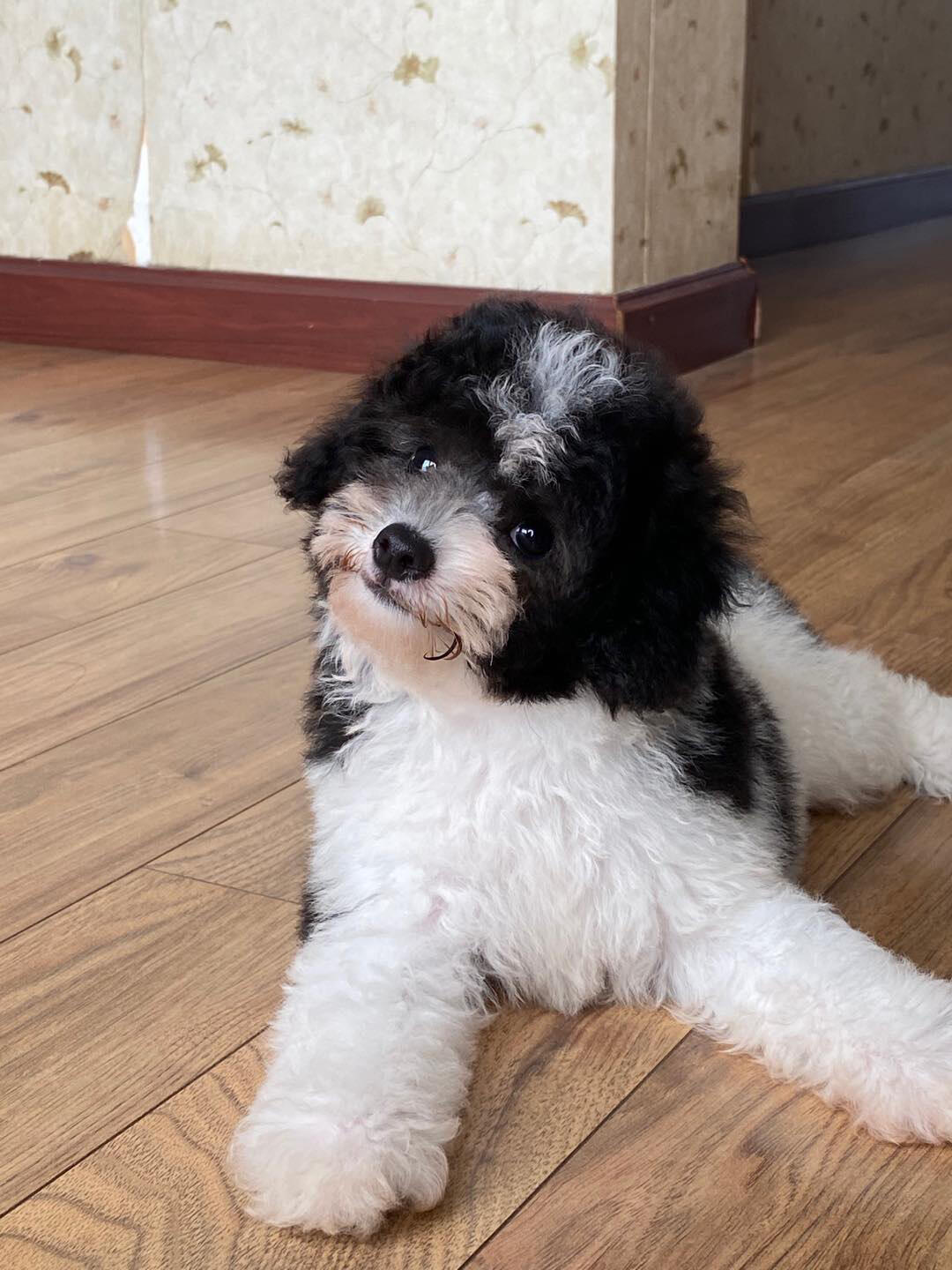 最新花贵犬，小巷深处的宠物奇缘