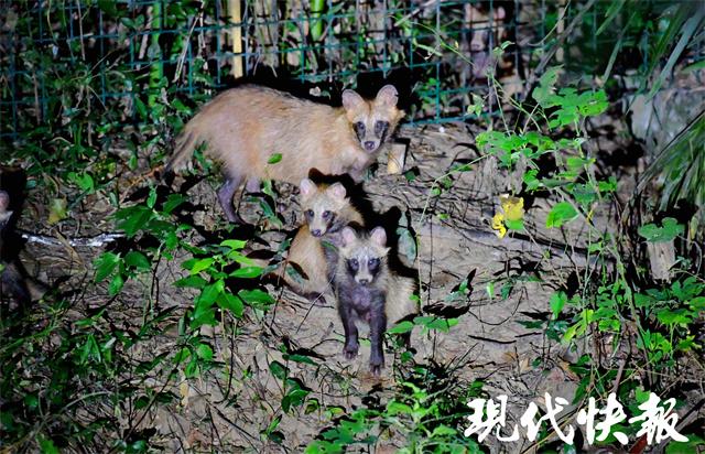 紫金山探险遭遇野猪袭击，游客受伤事件引发安全关注