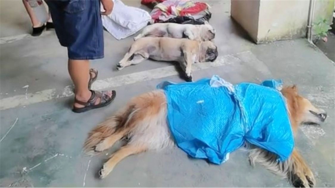 贵州某小区宠物狗集体中毒死亡事件揭秘