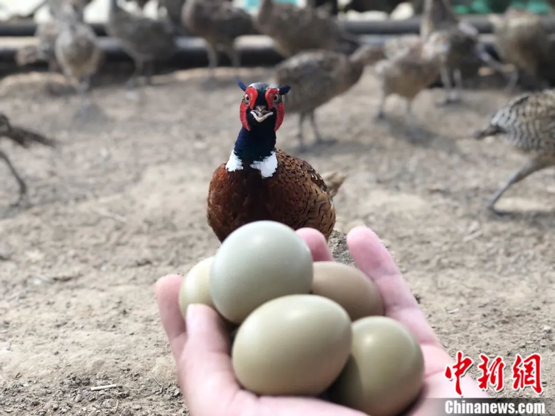 台湾养鸡协会倡议班班吃鸡蛋，推动鸡蛋普及的深远影响计划