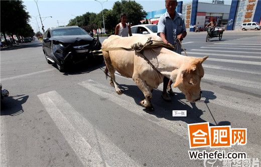 9.9万买到报废车 车主用牛拉车维权