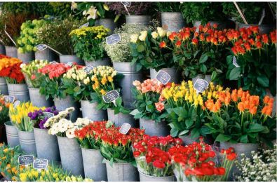 长安街鲜花奇遇，千户家庭收获独特芬芳