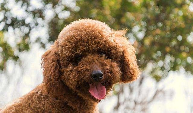 女子高价购买泰迪犬，却遭画眼线事件，反思与探讨