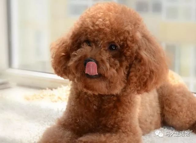 女子高价购买泰迪犬却遭眼线风波，寻找内心平静的旅程