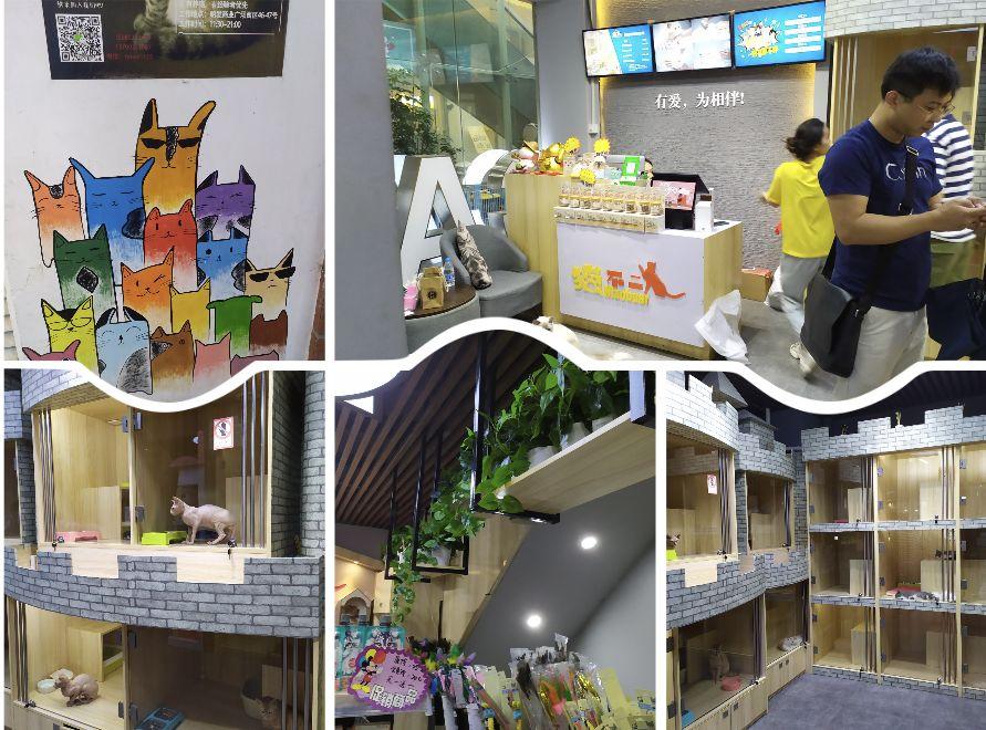 洗护小店的日常趣事与情感纽带，行业前景与经营体验分享