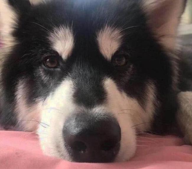 高校保安打死幼犬事件引发关注，主人发声，寻求内心平静的旅程