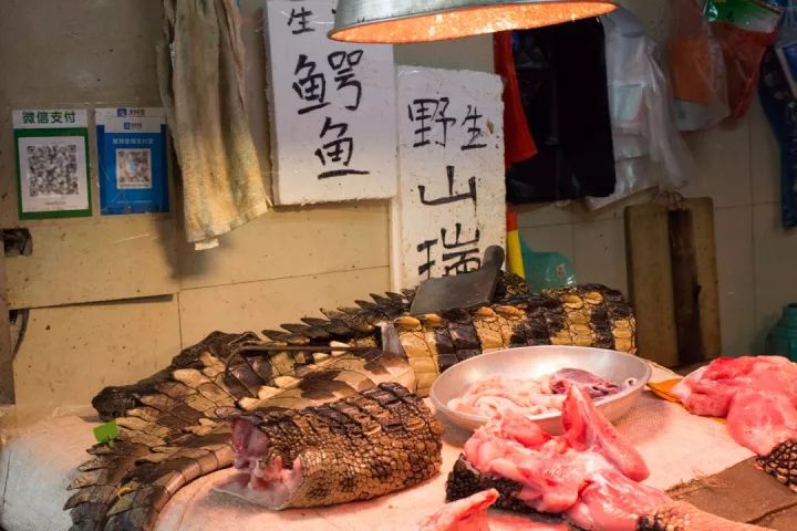 鳄鱼奇遇与小巷探秘，揭秘鳄鱼上街背后故事及独特小店风采