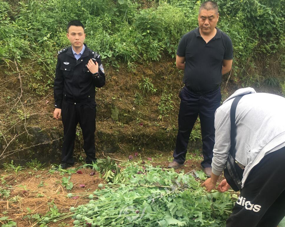 菜地被插牌禁止栽种背后的街道办回应与行动举措