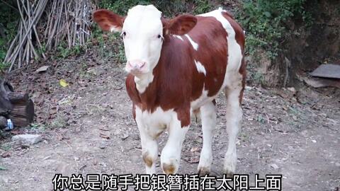 小英视角下的牛，生育与疾病对健康状况的影响探究