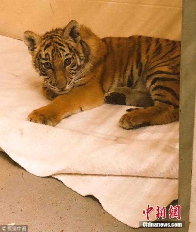 小虎行被拘，日常生活小记中的自省与反思