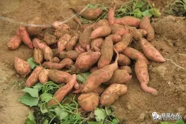 老人拾玉米被打致死伤事件回应与小巷美食探秘