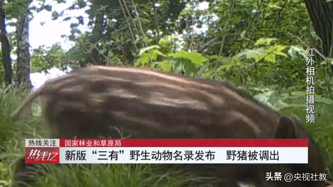关于野猪致害问题的深度解析，野猪猎人招募行动在多地展开，涉及全国26个省份的挑战与应对之道