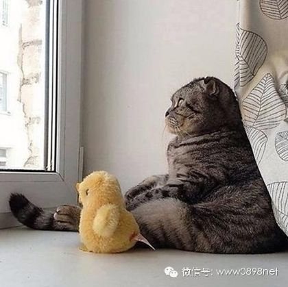 猫咪狩猎成长之路