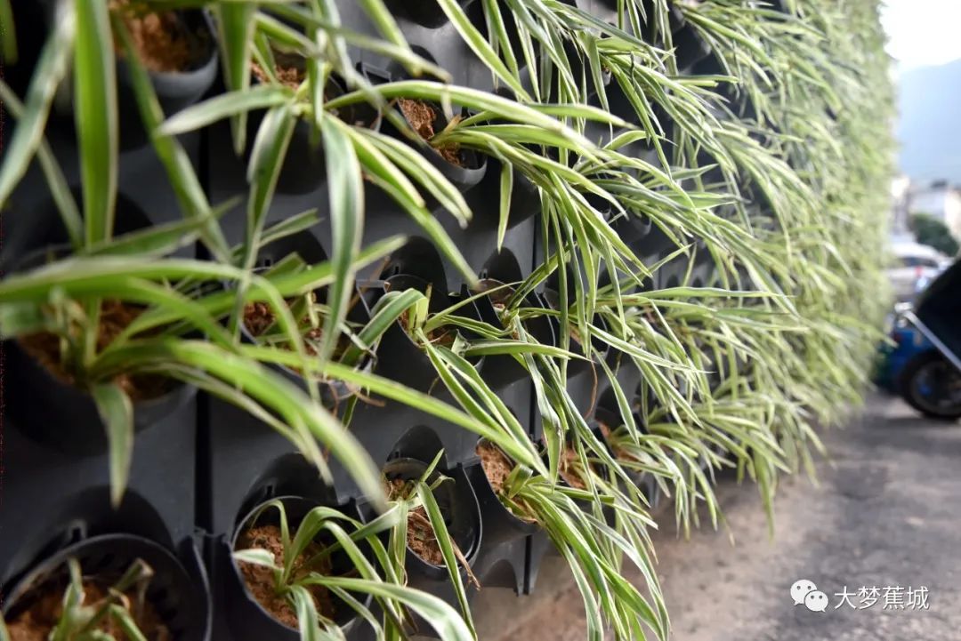 “新澳每日开奖信息，植物防护_KFM380.12养殖指南”