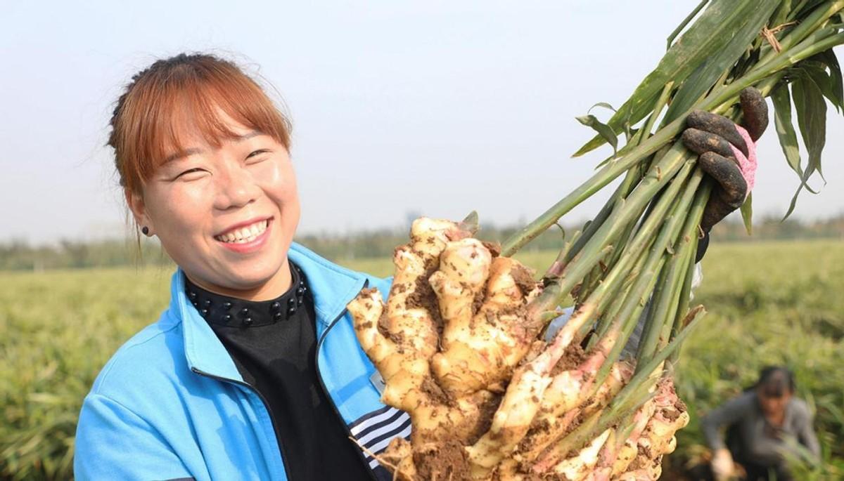 莱芜生姜最新价格，时代印记与市场的脉动