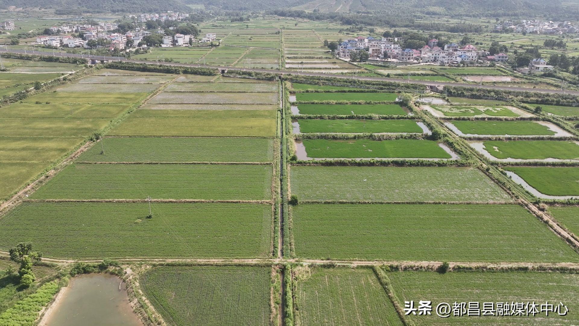 金光佛4949免费资料,实地数据评估分析_艺术版WLV9.6