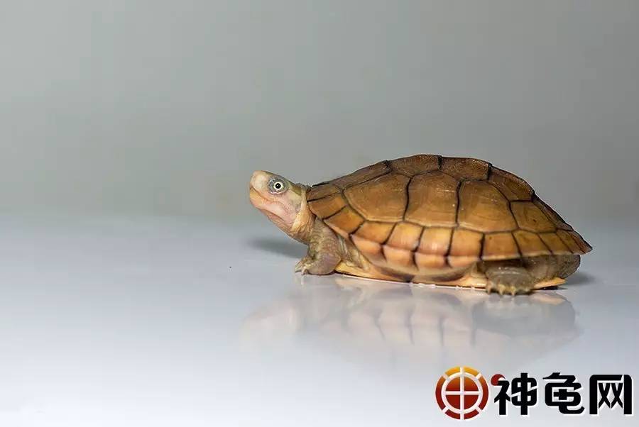 最新龟价指南，如何获取与理解龟类市场价格信息