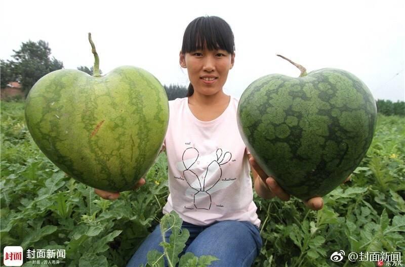 河北西瓜价格最新行情，科技与生活的甜蜜融合