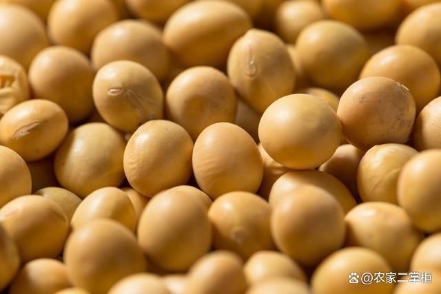 最新大豆品种探索与科普介绍