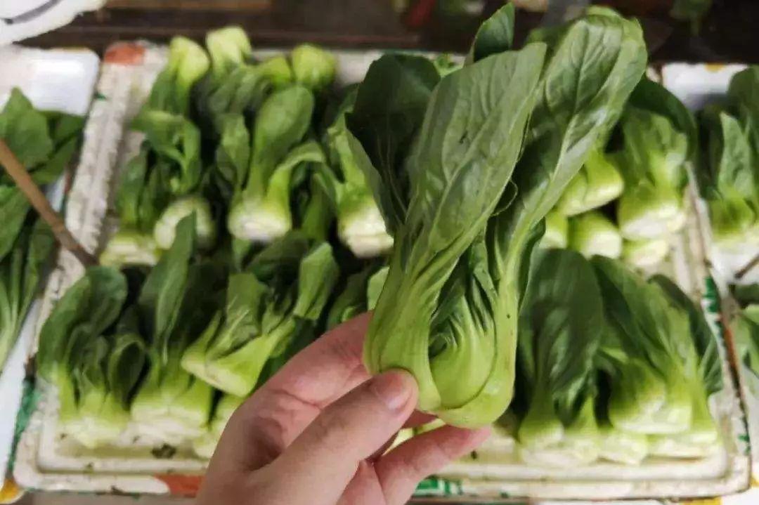 最新圆椒价格走势及分析，深度阐述观点
