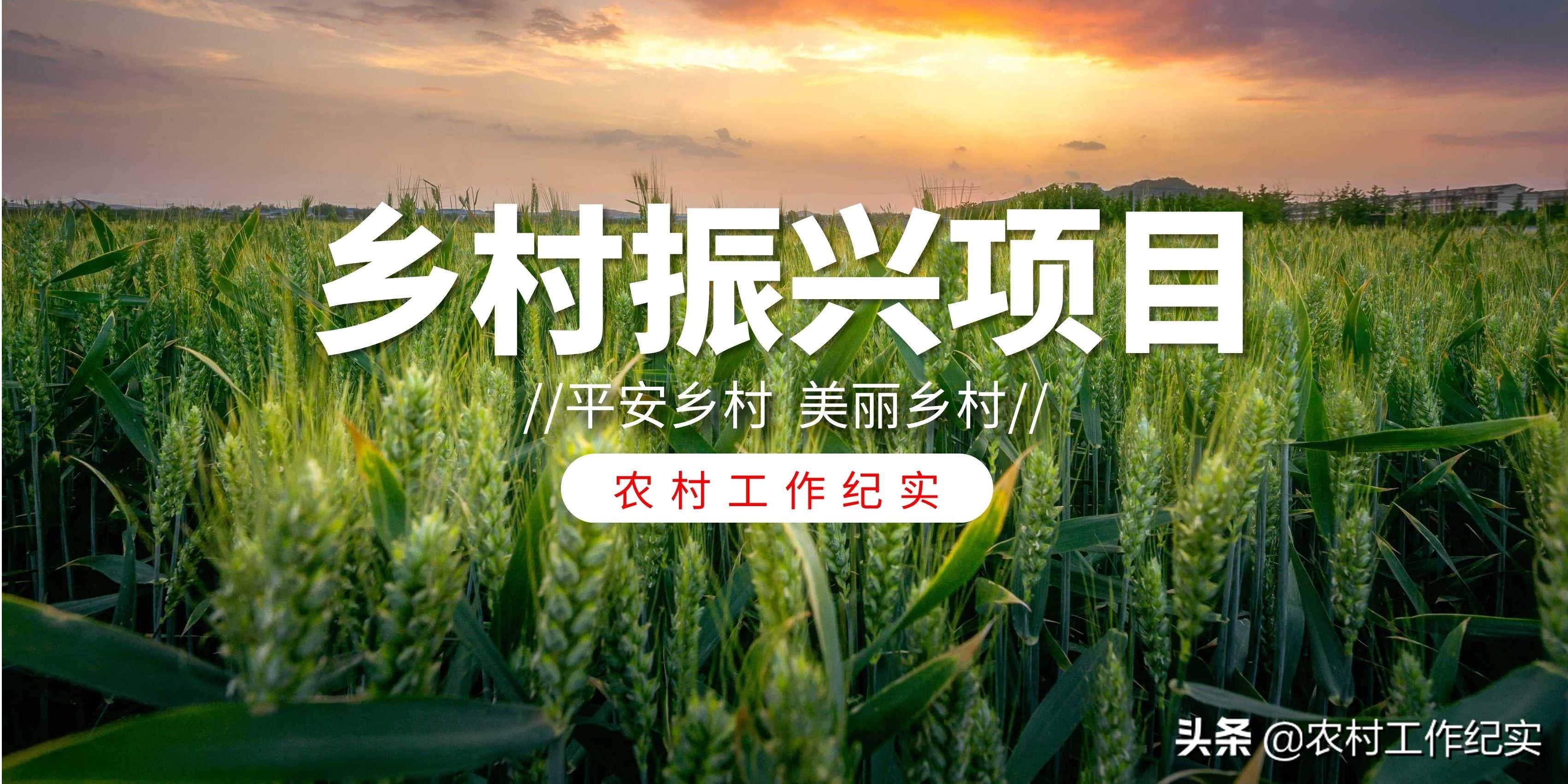 今日毛鸡最新价格及市场走势多元观点探讨