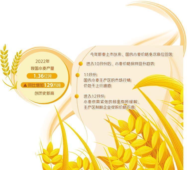 郑州小麦价格最新动态更新