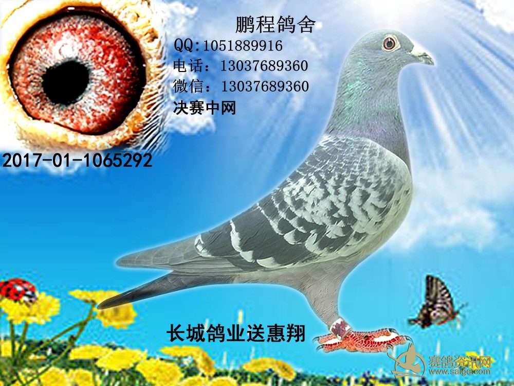 张根林最新鉴鸽，自然美景探索之旅，心灵平静之旅的启程