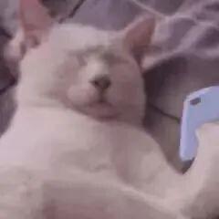 探索神秘现象背后的真相，忘记呼吸的猫最新动态揭秘