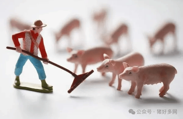 邹城最新生猪价格动态，变化中的学习助力实现梦想与自信
