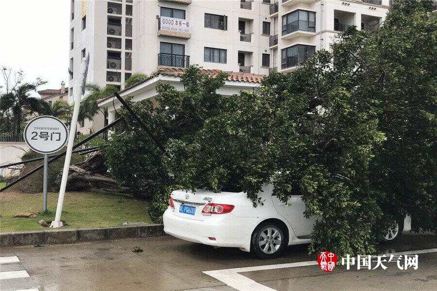 台风苗柏最新动态，温馨日常在风暴中展现