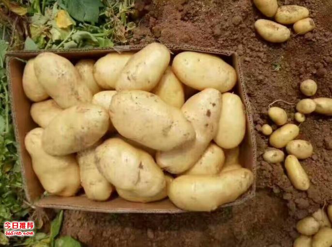山东土豆最新价格,山东土豆最新价格指南