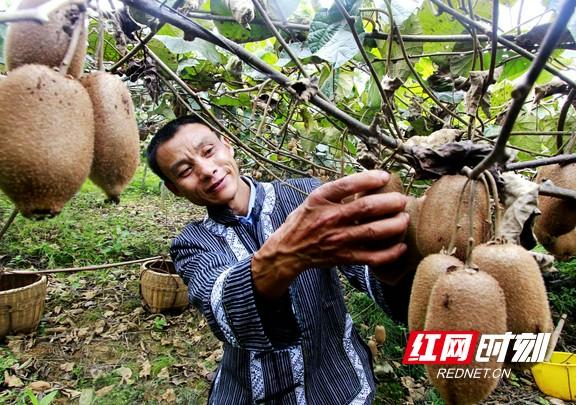 凤凰卫视最新节目笑逐颜开，深度解读与观点阐述