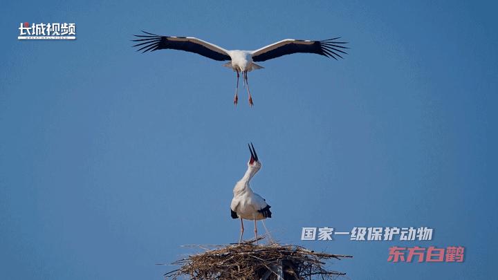 唐山机场最新招聘信息，开启飞翔之旅的职业机会探索