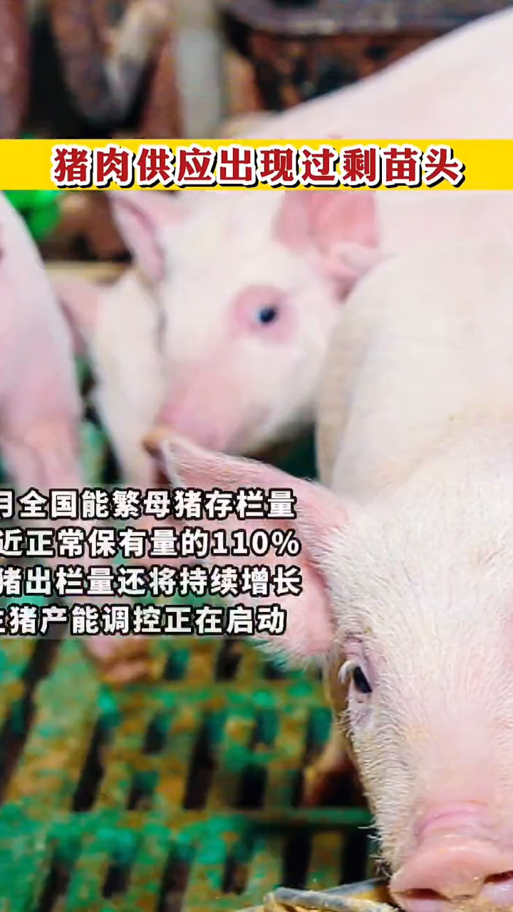 明日最新猪价网,明日最新猪价网，一场寻找内心平静的养猪与自然之旅