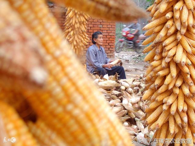内蒙古玉米价格最新行情,内蒙古玉米价格最新行情与一段温馨的玉米情缘
