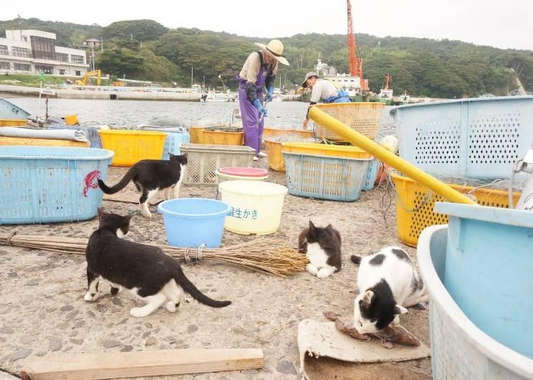 “小猫最新网站”,小猫最新网站，探索新一代网络世界的猫咪乐园