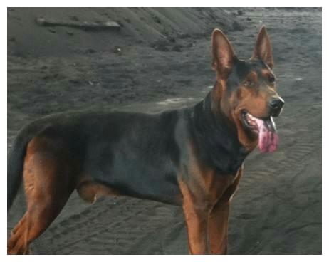 贵州土猎犬最新品种介绍与特点分析